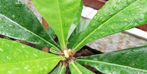 多菌灵是否适合浇金弹子（探究多菌灵的作用和使用方法）