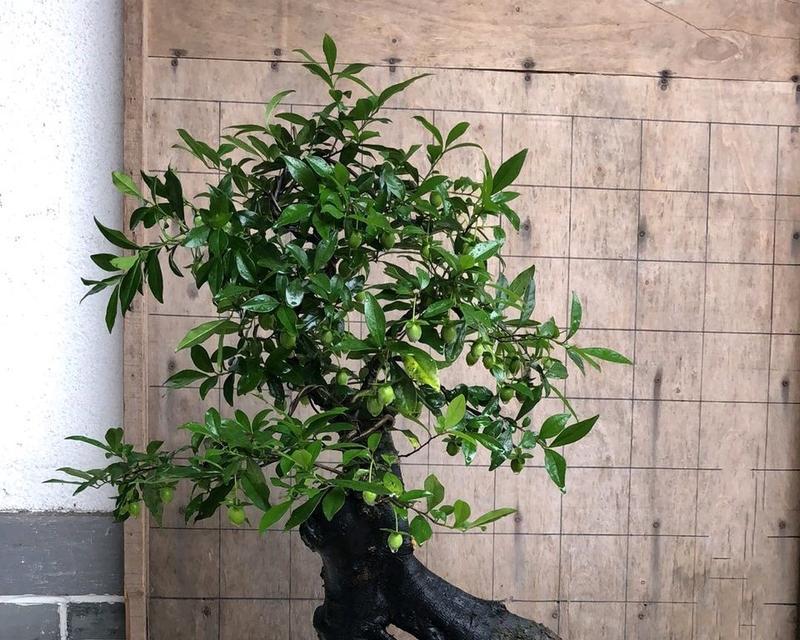 多菌灵是否适合浇金弹子（探究多菌灵的作用和使用方法）