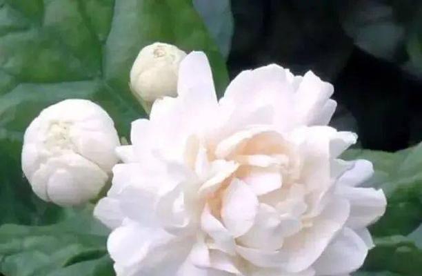 多菌灵可以浇茉莉花吗（多菌灵的作用）