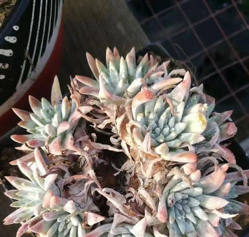 多肉白菊的养护与美化（打造多肉植物世界的明珠——多肉白菊的护理与繁殖）