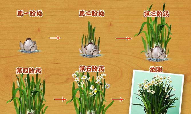 多肉奔龙的养殖与护理（打造健康美丽的奔龙植物）