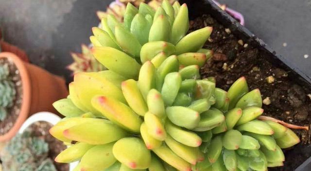 多肉春萌养殖指南(打造属于你的绿色花园)