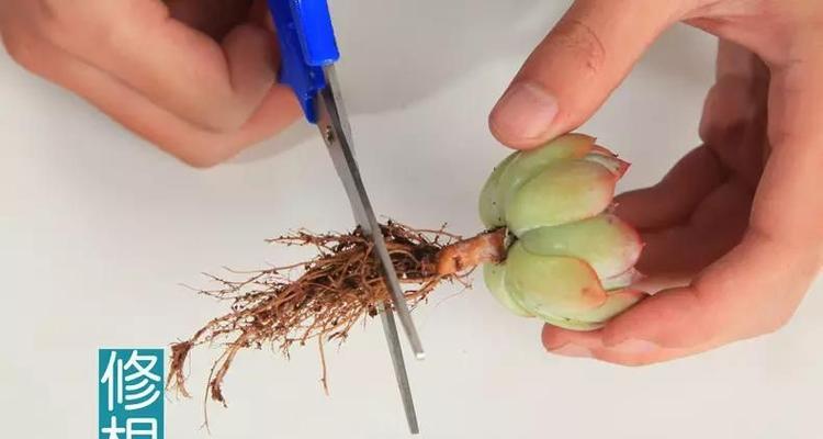 多肉蒂亚徒长怎么办（如何有效避免多肉蒂亚的徒长现象）