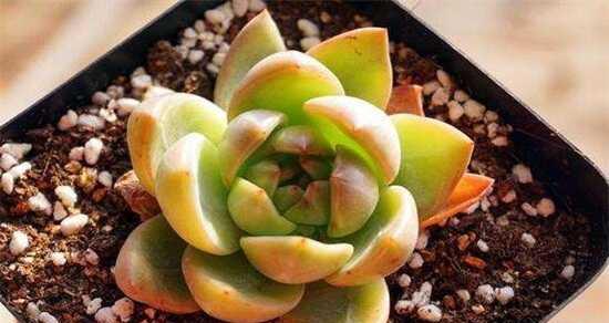 如何科学浇水养护多肉植物（掌握多肉植物浇水要领）