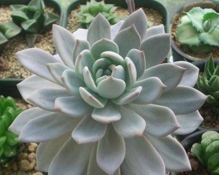 多肉芙蓉雪莲的养殖方法（打造迷人多肉花园）