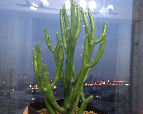 多肉光棍树的开花及花朵特点（探究多肉光棍树的开花特点和花朵形态）