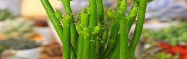 多肉光棍树繁殖方法及注意事项（简单易行）