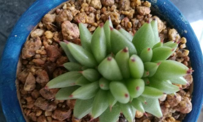 多肉虎鲸养护指南（掌握这些方法）
