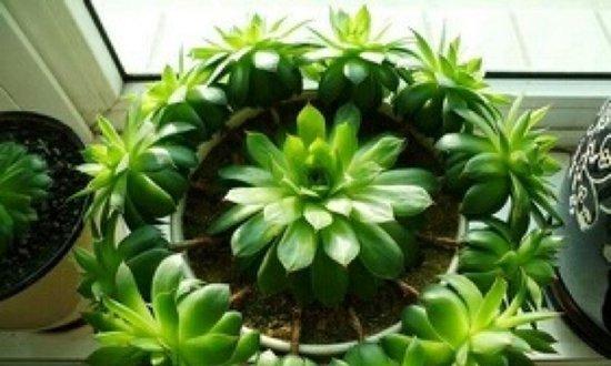 多肉花的养殖技巧(培育小技巧)