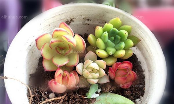 多肉植物四季养护（春夏秋冬）