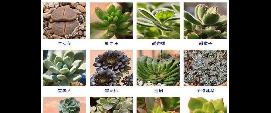 多肉植物四季养护（春夏秋冬）