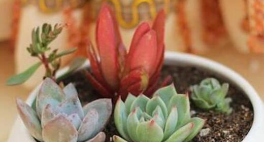多肉植物四季养护（春夏秋冬）