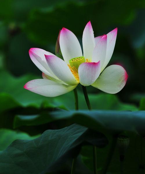 莲花的品质和精神（探寻莲花的文化底蕴与生命力）