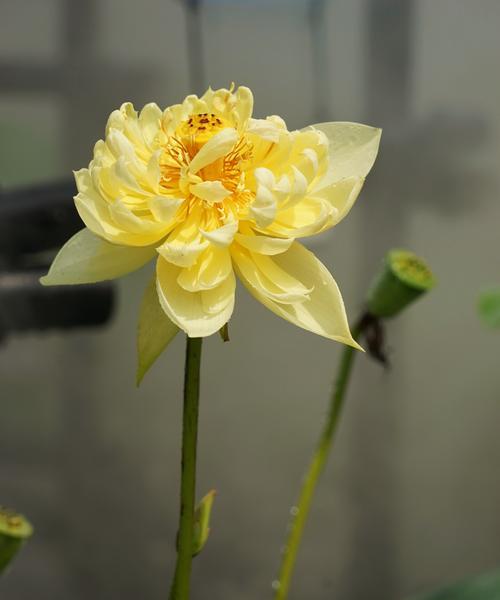 莲花的生长过程（从种子到绚丽绽放）