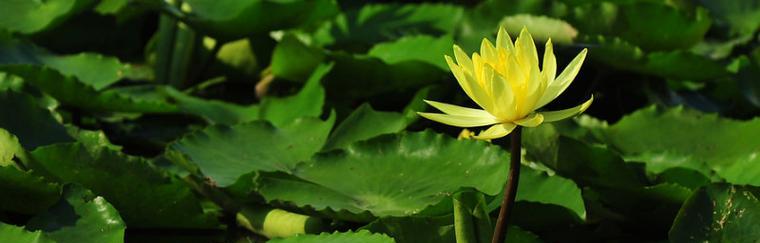 莲花的生长条件（探秘莲花的生长环境和适宜地点）