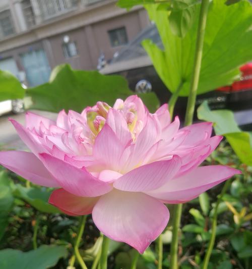 如何养护莲花，让其长时间开花