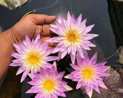 莲花水培的方法（掌握简单技巧）