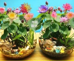 莲花水培的方法（掌握简单技巧）