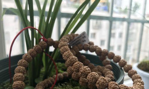 探秘莲花菩提，一颗神奇的种子（了解莲花菩提种子的起源和特点）