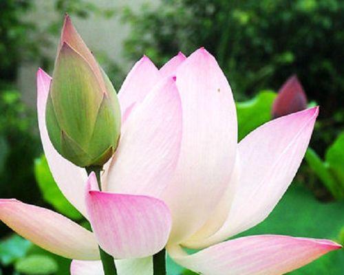 莲花播种的最佳时间（掌握正确时间）
