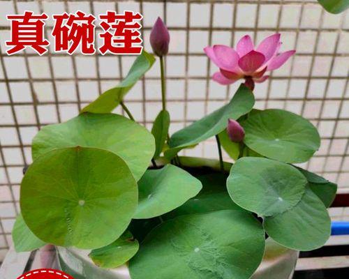 莲花——荷花的别称（荷花的特点和文化意义）