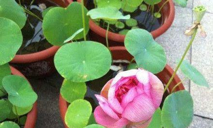 莲花种子的种植方法(如何让莲花在家中生长)