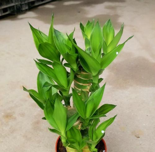 莲花竹的养殖技巧（一步步教你打造优美的莲花竹）