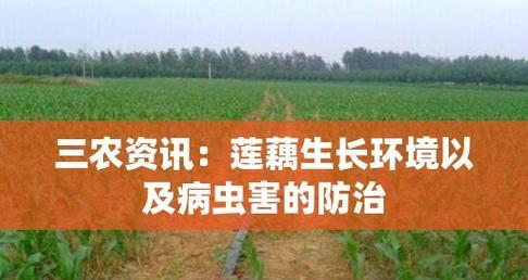 莲藕病毒病的症状、防治方法及注意事项（让你全面了解莲藕病毒病）