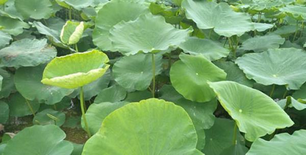 探寻莲藕的生长环境（生长地方条件及——湖泊）