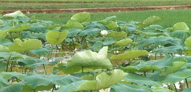 水桶种莲藕的种植技巧（掌握时间和方法）