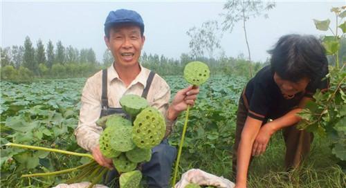 如何为莲藕施肥（掌握正确的肥料选用和施肥技巧）