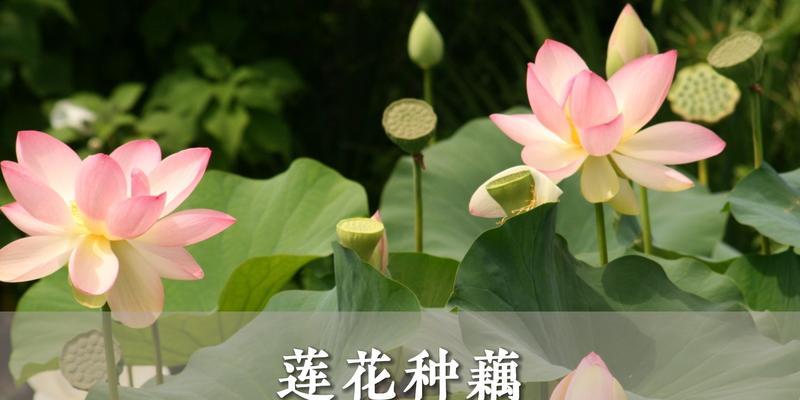 如何为莲藕施肥（掌握正确的肥料选用和施肥技巧）