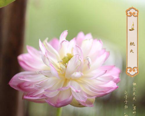 莲藕水生植物的特点和栽培技巧（了解莲藕生长条件）