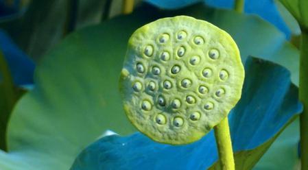 莲蓬的生长特点及成熟上市时间（种植技巧与品质保证）