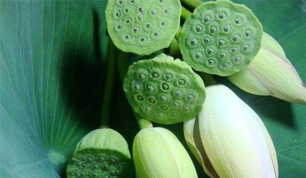 干莲子能否生吃（莲子的营养价值和食用方法）