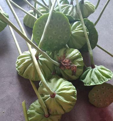 莲子——荷花的珍贵果实（了解莲子的营养价值）
