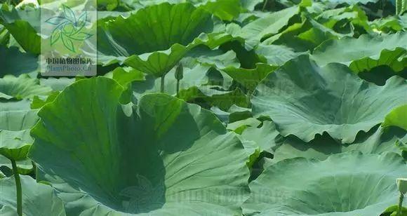莲子——荷花的珍贵果实（了解莲子的营养价值）