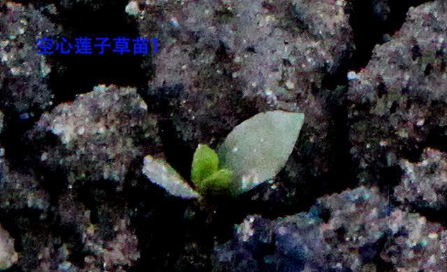 莲子的发芽和种植方法详解（如何让莲子快速发芽）