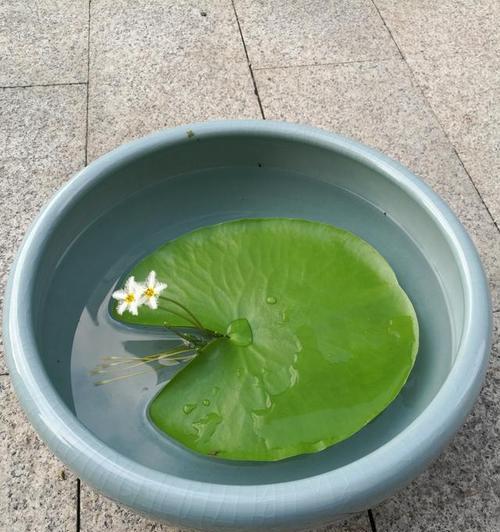 冷水浇花可以吗(揭开谜题)
