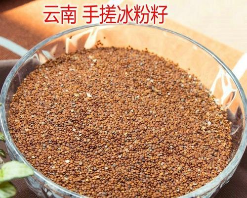探秘凉粉籽,一颗神奇的植物种子(结构特点)