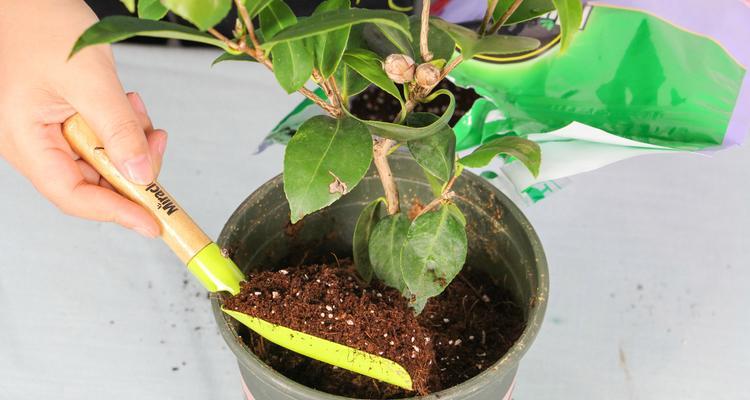 磷酸二氢钾的茶花养护之道（适量使用磷酸二氢钾）