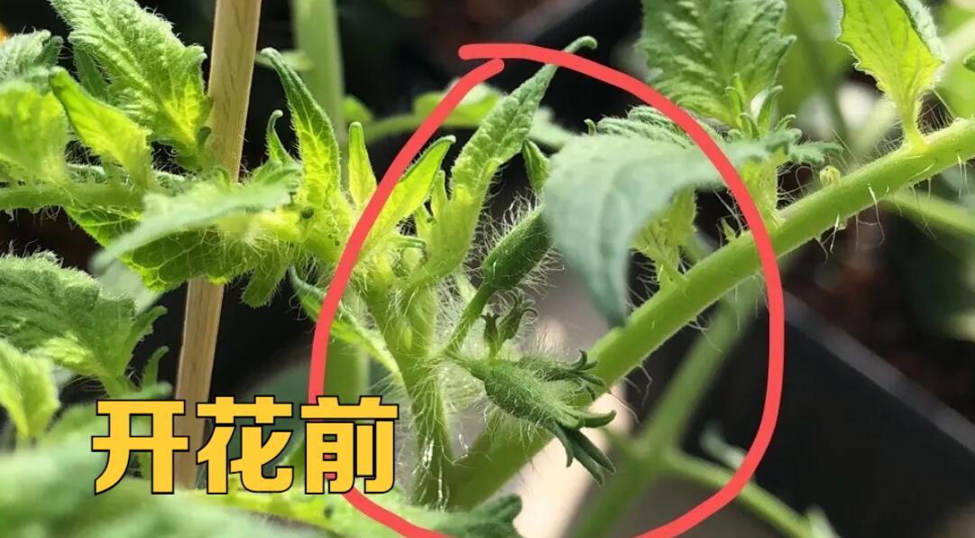 磷酸二氢钾能否安全用于西红柿生长（了解磷酸二氢钾的特性与正确使用方法）