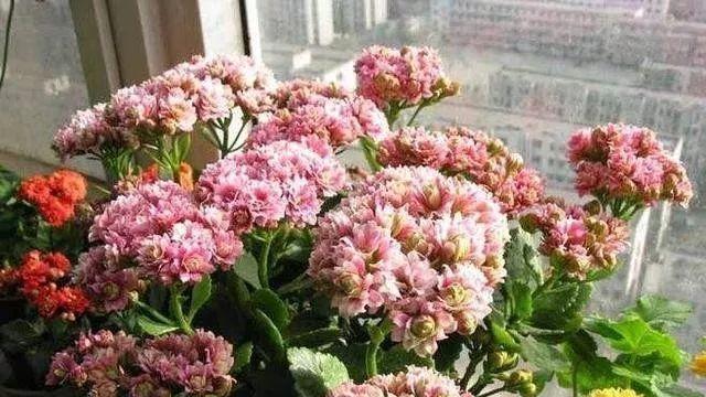 长寿花的生长调理——磷酸二氢钾的神奇功效（让长寿花长成“仙人掌”）