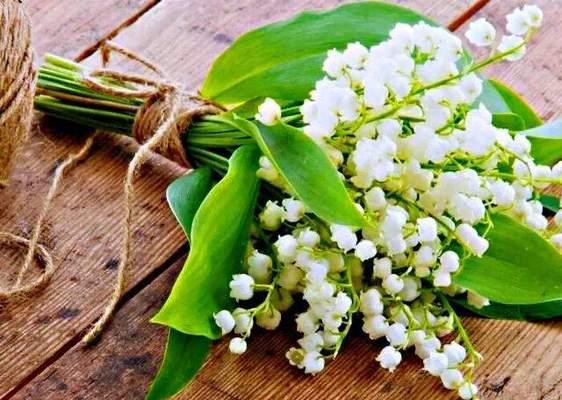 铃兰花语（探寻铃兰花的意义与象征）