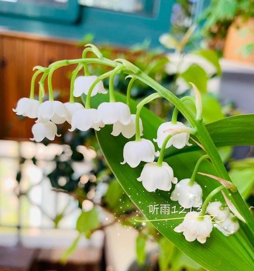 铃兰花花期（盛开时节）