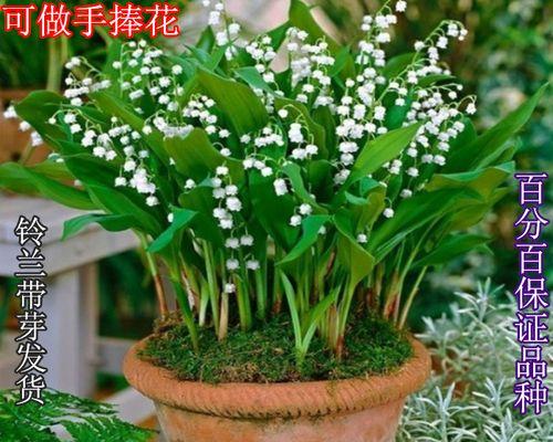 铃兰花的水培养法（如何使用水来滋养你的铃兰花）