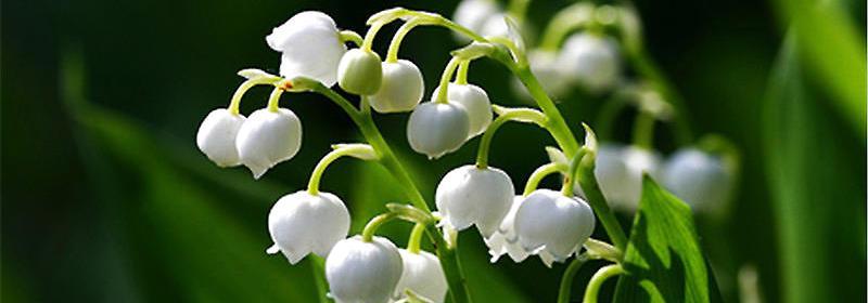 铃兰花的生长环境和特点(探究铃兰花的生态习性与园艺栽培技巧)