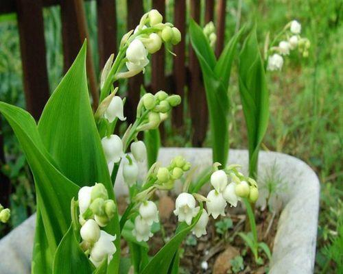 铃兰开花后的处理方法（让铃兰在花季更美丽）