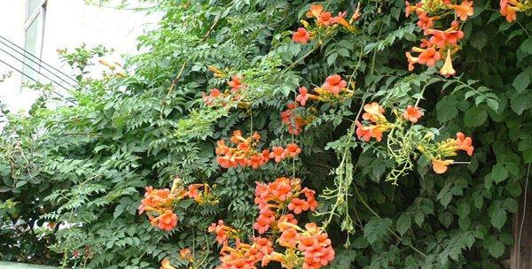 凌霄花北方种植指南（适应北方气候的养殖技巧）
