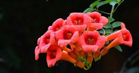 探秘凌霄花风水之奥秘（揭开凌霄花的吉祥寓意与实用作用）